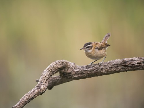 Tamaryszka (ang. Moustached Warbler, łac. Acrocephalus melanopogon) - 4042 - Fotografia Przyrodnicza - WlodekSmardz.pl