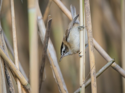 Tamaryszka (ang. Moustached Warbler, łac. Acrocephalus melanopogon) - 4048 - Fotografia Przyrodnicza - WlodekSmardz.pl