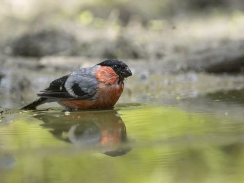 Gil (ang. Eurasian Bullfinch, łac. Pyrrhula pyrrhula) - 4980 - Fotografia Przyrodnicza - WlodekSmardz.pl