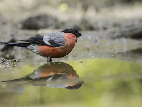 Gil (ang. Eurasian Bullfinch, łac. Pyrrhula pyrrhula) - 4953 - Fotografia Przyrodnicza - WlodekSmardz.pl