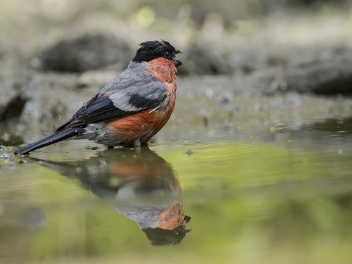 Gil (ang. Eurasian Bullfinch, łac. Pyrrhula pyrrhula) - 4956 - Fotografia Przyrodnicza - WlodekSmardz.pl