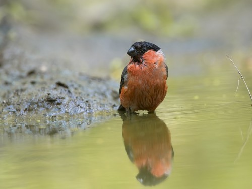 Gil (ang. Eurasian Bullfinch, łac. Pyrrhula pyrrhula) - 5020 - Fotografia Przyrodnicza - WlodekSmardz.pl