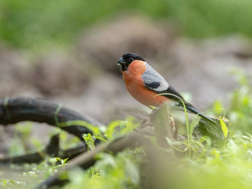 Gil (ang. Eurasian Bullfinch, łac. Pyrrhula pyrrhula) - 5237 - Fotografia Przyrodnicza - WlodekSmardz.pl