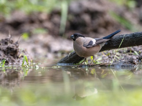 Gil (ang. Eurasian Bullfinch, łac. Pyrrhula pyrrhula) - 5255 - Fotografia Przyrodnicza - WlodekSmardz.pl