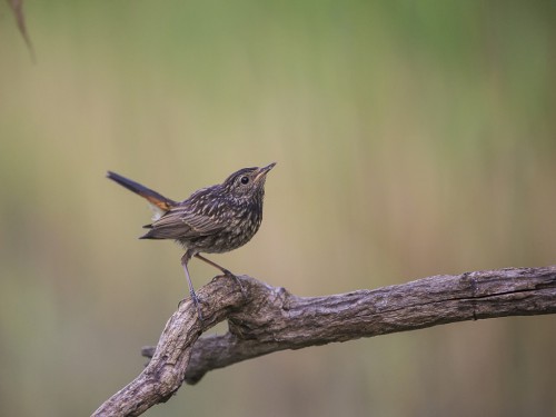 Podróżniczek (ang. Bluethroat, łac. Luscinia svecica) - 3515- Fotografia Przyrodnicza - WlodekSmardz.pl