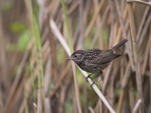 Podróżniczek (ang. Bluethroat, łac. Luscinia svecica) - 3807- Fotografia Przyrodnicza - WlodekSmardz.pl