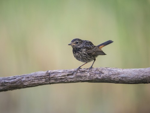 Podróżniczek (ang. Bluethroat, łac. Luscinia svecica) - 3996- Fotografia Przyrodnicza - WlodekSmardz.pl