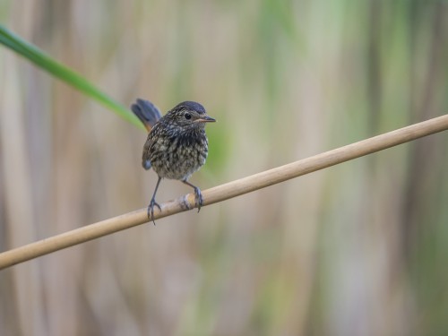 Podróżniczek (ang. Bluethroat, łac. Luscinia svecica) - 4154- Fotografia Przyrodnicza - WlodekSmardz.pl