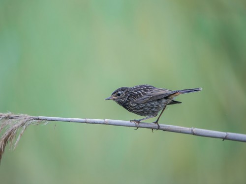 Podróżniczek (ang. Bluethroat, łac. Luscinia svecica) - 4162- Fotografia Przyrodnicza - WlodekSmardz.pl