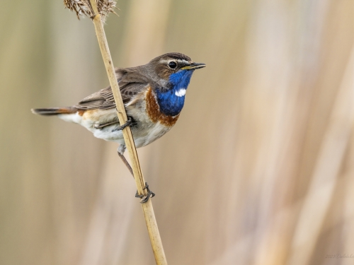 Podróżniczek (ang. Bluethroat, łac. Luscinia svecica) - 5454- Fotografia Przyrodnicza - WlodekSmardz.pl