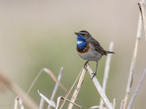 Podróżniczek (ang. Bluethroat, łac. Luscinia svecica) - 6458- Fotografia Przyrodnicza - WlodekSmardz.pl