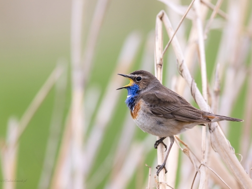 Podróżniczek (ang. Bluethroat, łac. Luscinia svecica) - 5055- Fotografia Przyrodnicza - WlodekSmardz.pl