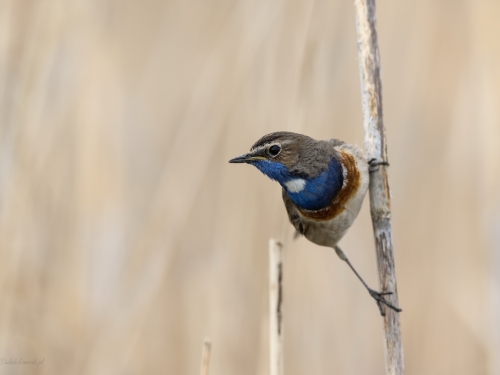 Podróżniczek (ang. Bluethroat, łac. Luscinia svecica) - 5331- Fotografia Przyrodnicza - WlodekSmardz.pl