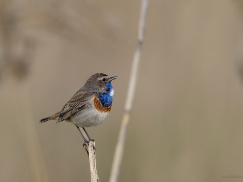 Podróżniczek (ang. Bluethroat, łac. Luscinia svecica) - 6251- Fotografia Przyrodnicza - WlodekSmardz.pl