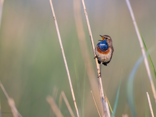 Podróżniczek (ang. Bluethroat, łac. Luscinia svecica) - 1230- Fotografia Przyrodnicza - WlodekSmardz.pl