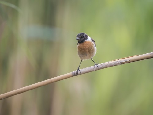 Kląskawka (ang. European Stonechat, łac. Saxicola rubicola) - 2407 - Fotografia Przyrodnicza - WlodekSmardz.pl