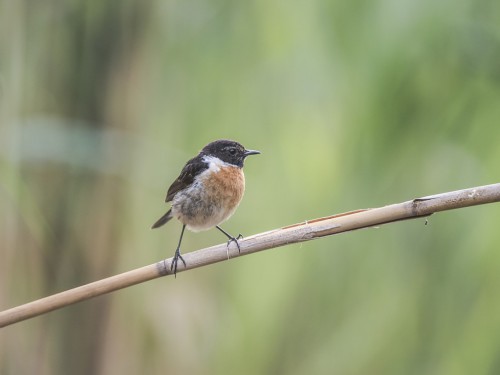 Kląskawka (ang. European Stonechat, łac. Saxicola rubicola) - 2418 - Fotografia Przyrodnicza - WlodekSmardz.pl