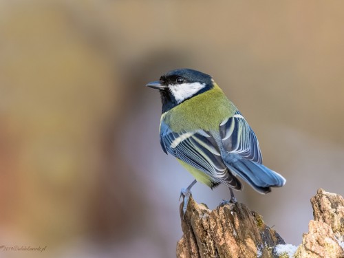 Bogatka  (ang. Eurasian great tit, łac. Parus major) - 8786 - Fotografia Przyrodnicza - WlodekSmardz.pl