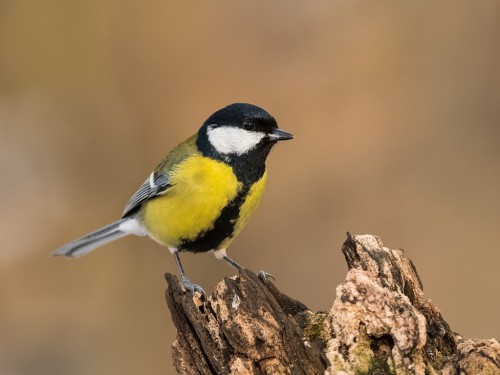 Bogatka  (ang. Eurasian great tit, łac. Parus major) - 0460 - Fotografia Przyrodnicza - WlodekSmardz.pl