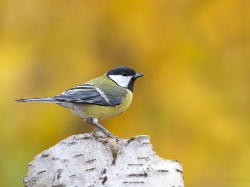 Bogatka  (ang. Eurasian great tit, łac. Parus major) - 4214 - Fotografia Przyrodnicza - WlodekSmardz.pl