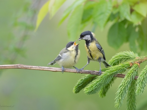 Bogatka  (ang. Eurasian great tit, łac. Parus major) - 9690 - Fotografia Przyrodnicza - WlodekSmardz.pl