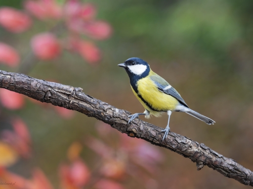 Bogatka  (ang. Eurasian great tit, łac. Parus major) - 0468 - Fotografia Przyrodnicza - WlodekSmardz.pl