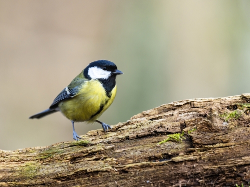 Bogatka  (ang. Eurasian great tit, łac. Parus major) - 2690 - Fotografia Przyrodnicza - WlodekSmardz.pl