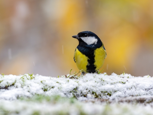 Bogatka  (ang. Eurasian great tit, łac. Parus major) - 3631 - Fotografia Przyrodnicza - WlodekSmardz.pl