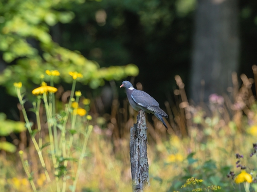 Grzywacz (ang. Eurasian Collared-Dove, łac. Columba palumbus) - 1165- Fotografia Przyrodnicza - WlodekSmardz.pl