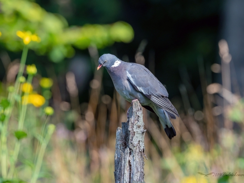 Grzywacz (ang. Eurasian Collared-Dove, łac. Columba palumbus) - 3262- Fotografia Przyrodnicza - WlodekSmardz.pl