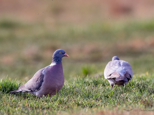 Grzywacz (ang. Eurasian Collared-Dove, łac. Columba palumbus) - 8448- Fotografia Przyrodnicza - WlodekSmardz.pl