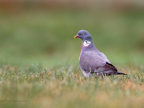 Grzywacz (ang. Eurasian Collared-Dove, łac. Columba palumbus) - 7284- Fotografia Przyrodnicza - WlodekSmardz.pl