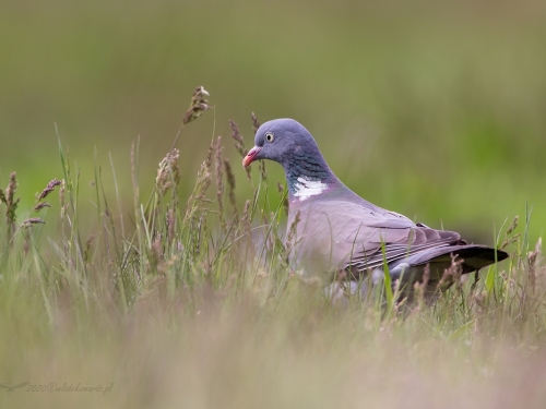 Grzywacz (ang. Eurasian Collared-Dove, łac. Columba palumbus) - 9184- Fotografia Przyrodnicza - WlodekSmardz.pl