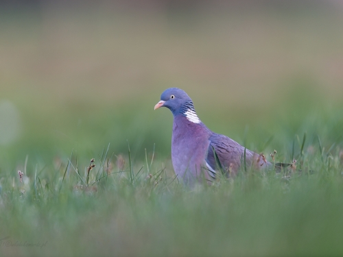 Grzywacz (ang. Eurasian Collared-Dove, łac. Columba palumbus) - 8862- Fotografia Przyrodnicza - WlodekSmardz.pl