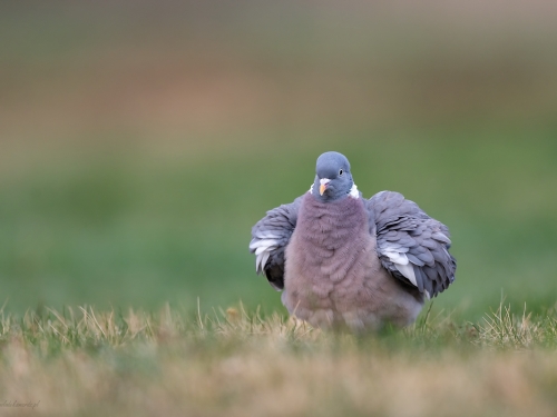 Grzywacz (ang. Eurasian Collared-Dove, łac. Columba palumbus) - 4001- Fotografia Przyrodnicza - WlodekSmardz.pl