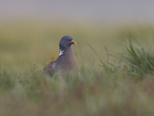 Grzywacz (ang. Eurasian Collared-Dove, łac. Columba palumbus) - 5289- Fotografia Przyrodnicza - WlodekSmardz.pl