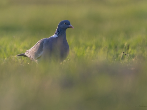 Grzywacz (ang. Eurasian Collared-Dove, łac. Columba palumbus) - 8823- Fotografia Przyrodnicza - WlodekSmardz.pl