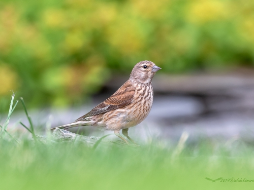 Makolągwa (ang. Eurasian Linnet, łac. Linaria cannabina) - 7345 - Fotografia Przyrodnicza - WlodekSmardz.pl