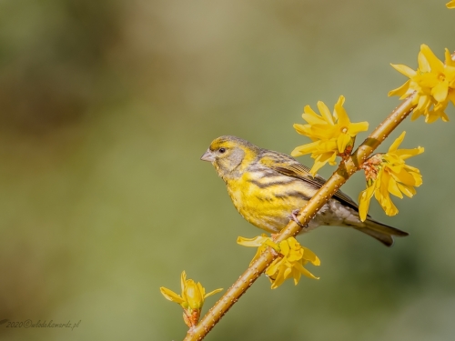 Kulczyk (ang. European Serin, łac. Serinus serinus) - 6115- Fotografia Przyrodnicza - WlodekSmardz.pl