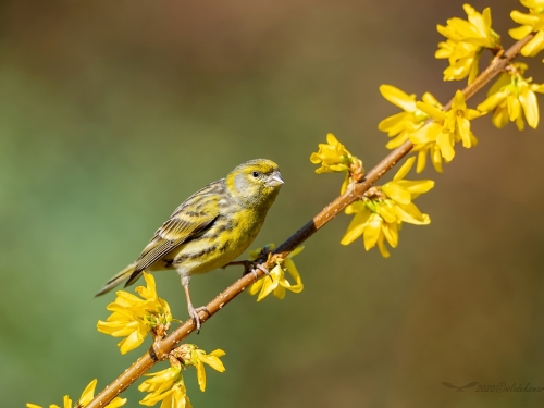 Kulczyk (ang. European Serin, łac. Serinus serinus) - 6163- Fotografia Przyrodnicza - WlodekSmardz.pl