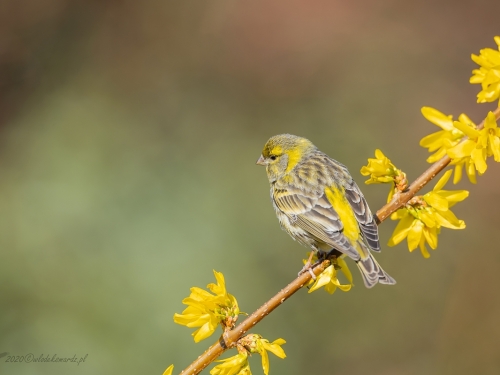 Kulczyk (ang. European Serin, łac. Serinus serinus) - 6171- Fotografia Przyrodnicza - WlodekSmardz.pl