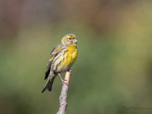 Kulczyk (ang. European Serin, łac. Serinus serinus) - 6192- Fotografia Przyrodnicza - WlodekSmardz.pl