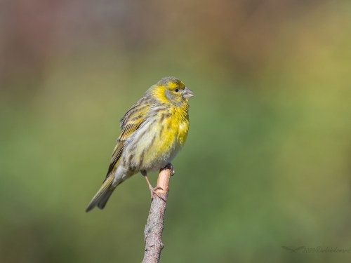 Kulczyk (ang. European Serin, łac. Serinus serinus) - 6207- Fotografia Przyrodnicza - WlodekSmardz.pl