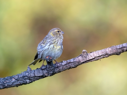 Kulczyk (ang. European Serin, łac. Serinus serinus) - 6269- Fotografia Przyrodnicza - WlodekSmardz.pl