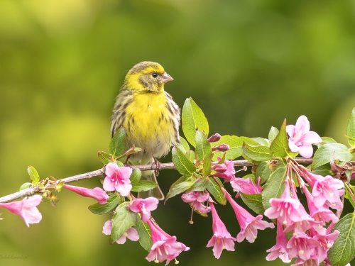 Kulczyk (ang. European Serin, łac. Serinus serinus) - 9455- Fotografia Przyrodnicza - WlodekSmardz.pl