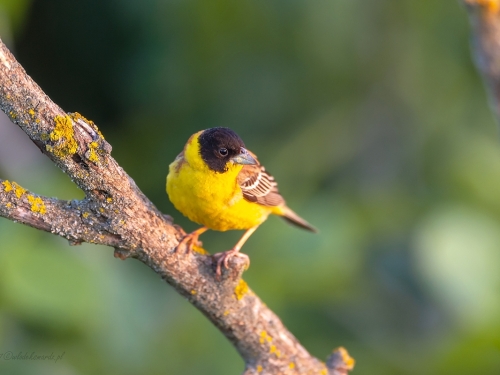 Trznadel czarnogłowy (ang. Black-headed Bunting, łac. Emberiza melanocephala) - 3683- Fotografia Przyrodnicza - WlodekSmardz.pl