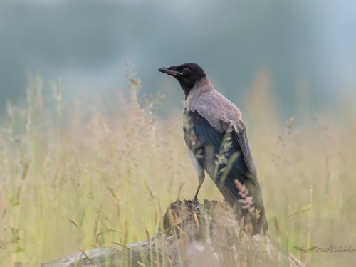 Wrona siwa (ang. Hooded crow, łac. Corvus cornix) - 9511- Fotografia Przyrodnicza - WlodekSmardz.pl