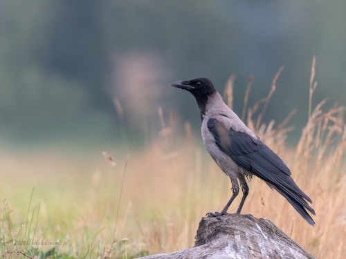Wrona siwa (ang. Hooded crow, łac. Corvus cornix) - 9872- Fotografia Przyrodnicza - WlodekSmardz.pl
