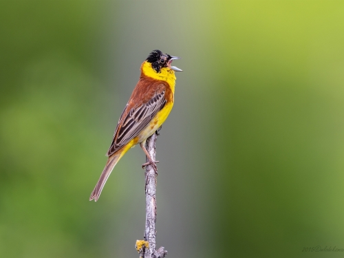 Trznadel czarnogłowy (ang. Black-headed Bunting, łac. Emberiza melanocephala) - 1338- Fotografia Przyrodnicza - WlodekSmardz.pl