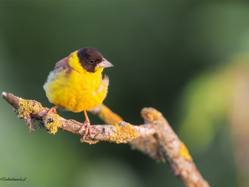 Trznadel czarnogłowy (ang. Black-headed Bunting, łac. Emberiza melanocephala) - 3714- Fotografia Przyrodnicza - WlodekSmardz.pl